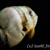batfish_longfin_jk_h_0705_png0652.jpg